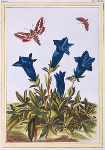 蓝色龙胆（小号花），c.1776（手工彩色雕刻）